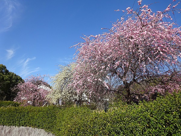 みんぱく梅林(大和民俗公園)