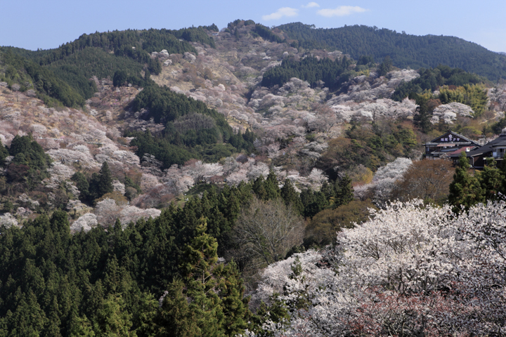 吉野山の桜の写真